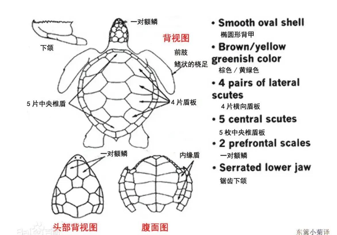 这些动物，你认识吗