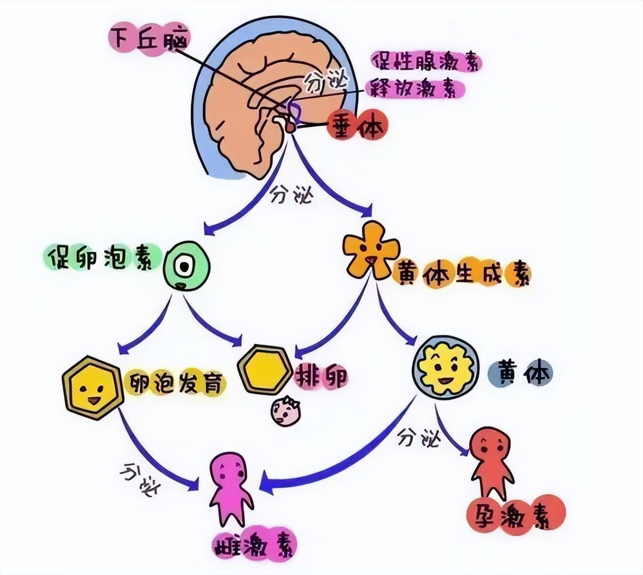 为了研究性行为，奇葩科学家做过哪些实验？性学如何发展启蒙？(图33)