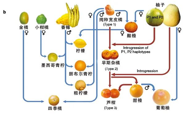 丑橘不是橘子？一文教你辨别橙柑橘柚柠(图3)